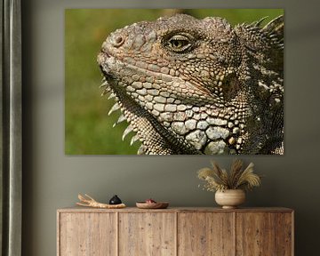 Big male iguana by Frank Heinen