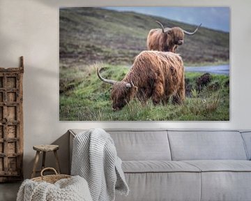Scottish Highland cattle near Elgol, Isle of Skye