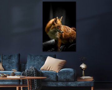 Rotfuchs