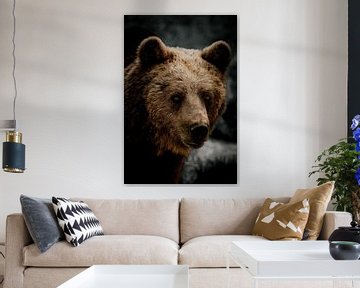 Ours brun sur van Veen Allround Photography