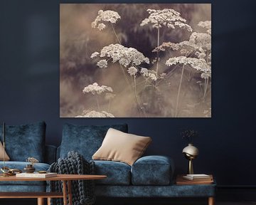 Wild Parsley by Kathrin Pienaar