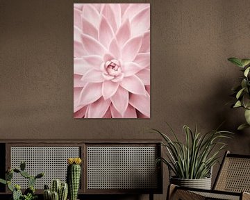 Roze vetplant van Kathrin Pienaar