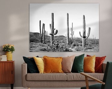 Grijs cactusland van Kathrin Pienaar