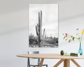 Saguaro B&W van Kathrin Pienaar