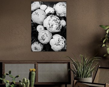 Pivoines sur Kathrin Pienaar
