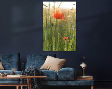 Klaprozen en korenbloemen in het graanveld