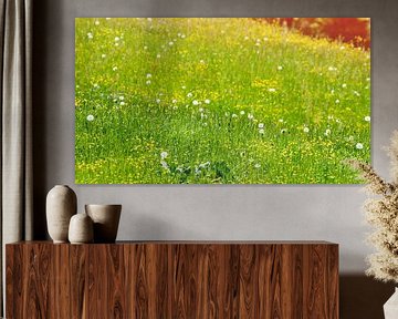 Meadow by Bo Valentino