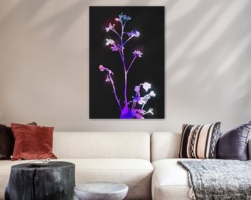 Bloei paarse bloemen van amini54