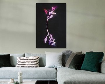Fuschia bloemen van amini54