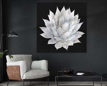 Agave 05 van amini54