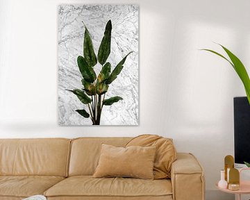 Plante d'oiseau de paradis sur mur de marbre sur amini54