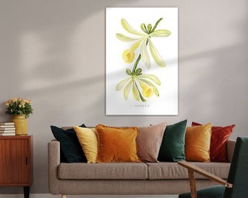 Aquarell Vanille Orchidee von Rosana Laiz Blursbyai