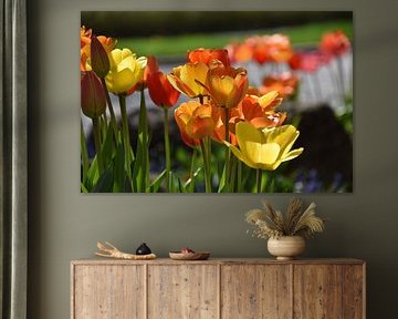 Des tulipes au jardin au printemps sur Claude Laprise