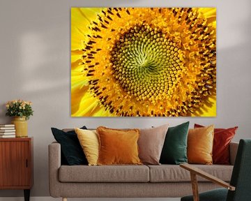 Zonnebloem   Sunflower