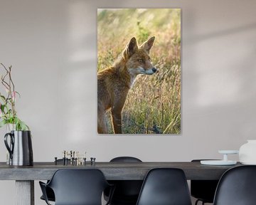 Fox in Golden Hour. by Marissa Deckers
