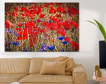 Coquelicots sur Rob Boon
