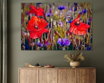Coquelicots sur Rob Boon