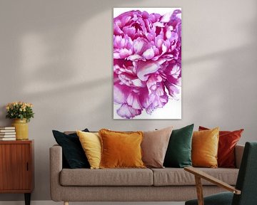 Roze pioen van Ruth Day