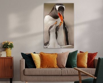 Eselspinguin Jungtier