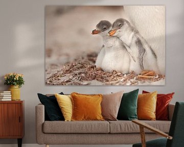 Gentoo jong van Joan Gil Raga