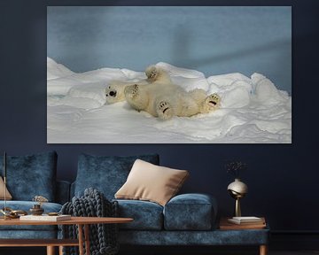 Ours polaire en relaxation sur Joan Gil Raga