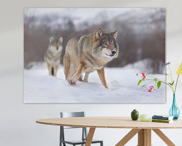 Europese Grijze Wolf van Joan Gil Raga