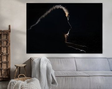 Leeuw silhouet van Joan Gil Raga