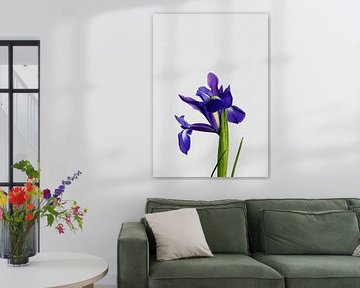 Nature morte à l'iris sur Orara Studio