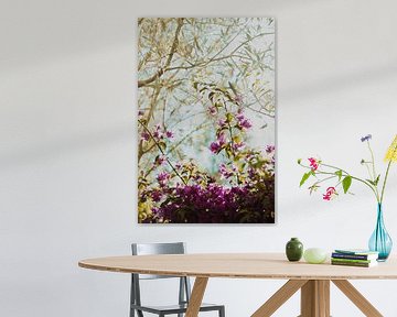 bougainville en olijfboom in zomers zonlicht – botanische wanddecoratie van Studio Liliane