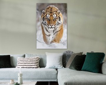 Een siberische tijger wandelt in de sneeuw. van Monique Leenaerts