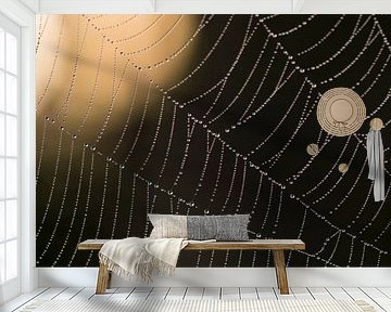 Waterdrops in a spiderweb by Barbara Brolsma