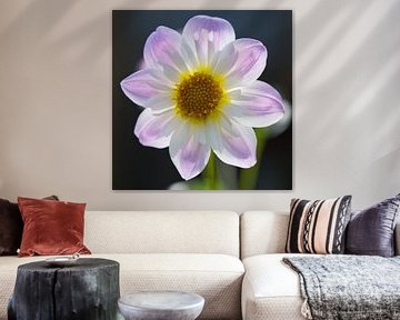 Transparence dahlia (format au carré)