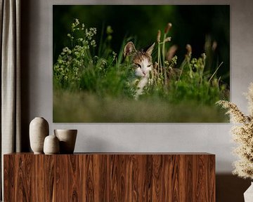 Katze genießt den Sonnenuntergang im Gras. von René von Hout