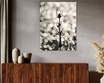 Dandelion by Caroline Guerain