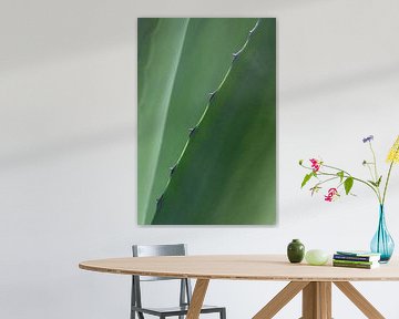Botanische close-up van agaveblad – natuurlijke wanddecoratie