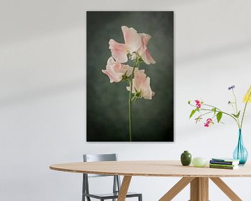 Lathyrus oder Ziererbse vor grünem Hintergrund von Mevrouw KiekkieK