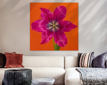 Eyecatcher Pop of Colour in het vierkant: Een open fuchsia kleurige tulp in oranje van Marjolijn van den Berg