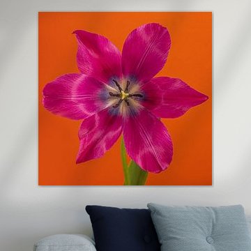 Eyecatcher Pop of Colour in het vierkant: Een open fuchsia kleurige tulp in oranje van Marjolijn van den Berg