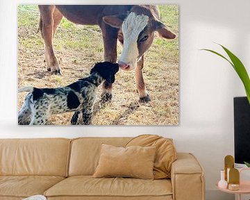 Hond en koe een tedere ontmoeting op de boerderij van SO fotografie