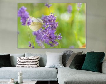 Vlinder in lavendel
