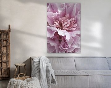 Macro shot of a pink peony in full bloom, image 1 by Studio17