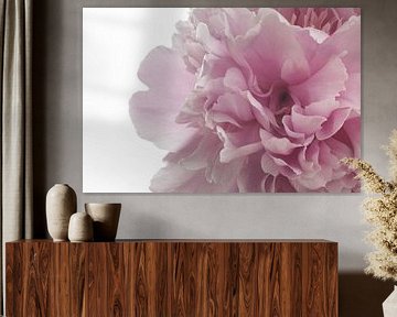 Macro-opname van een roze pioen in volle bloei, afbeelding 4 van Studio17