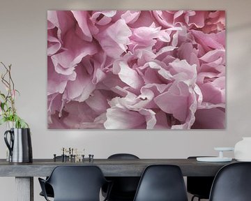 Makroaufnahme einer rosa Pfingstrose in voller Blüte, Bild 3
