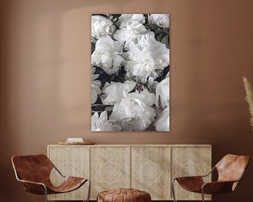 üppig blühende weiße Pfingstrosen - romantisches Blumenposter im vintage Look