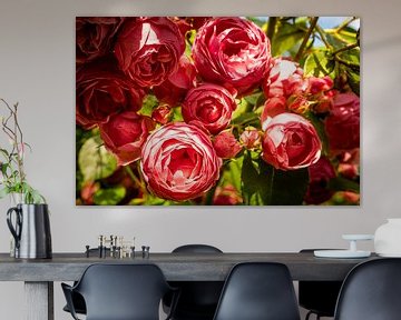 roze bloem wilde roos van Dieter Walther