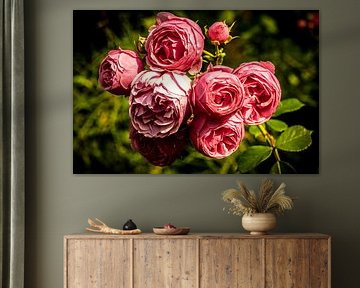 Fleurs délicates de rose sauvage