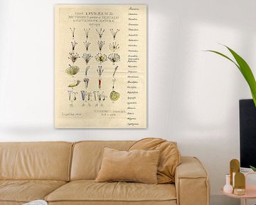 Ehret - Botanischer Druck aus dem 18. Jahrhundert