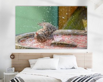 Bathing Sparrow in the water.