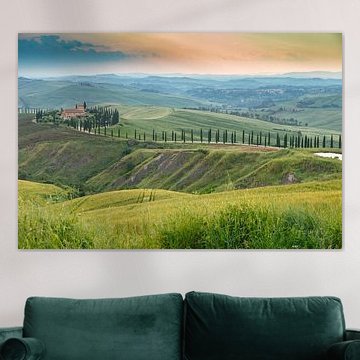 Cypress trees in Tuscany Italy. by Menno Schaefer
