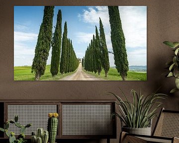 Cipressen bomen in Toscane Italie. van Menno Schaefer